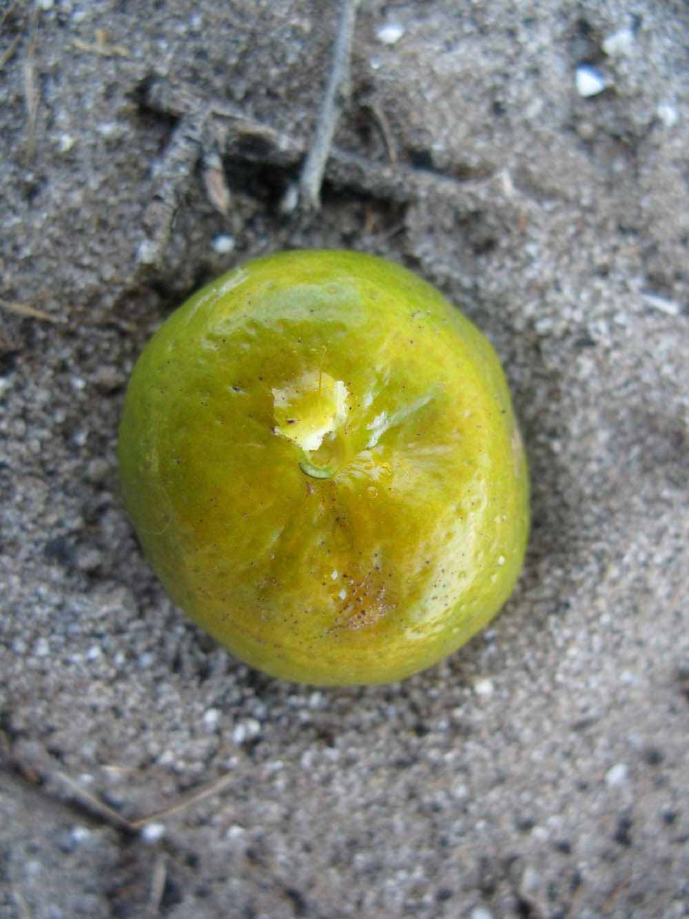            Immature fruit (Winter Haven, FL)   